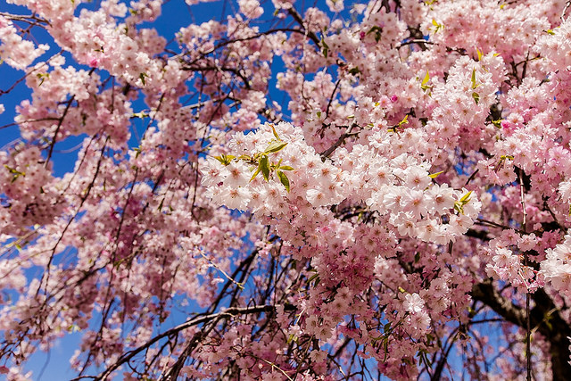 東北十大賞櫻景點：喜多方枝垂櫻花瀑布隧道_img_24
